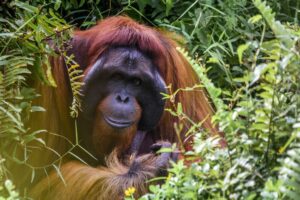Orang-outan dans son habitat naturel à Bornéo, Malaisie.